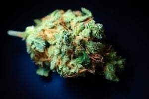 cogollo de cannabis curado