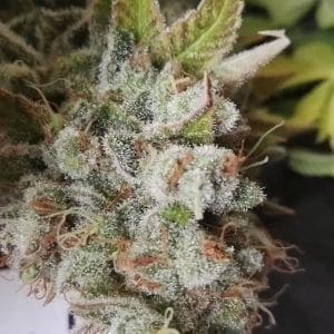 Cogollos de cannabis con tricomas blancos