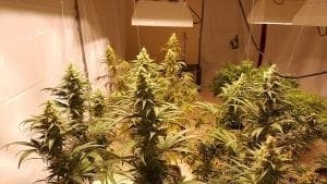 Cannabis plant flowering indoors