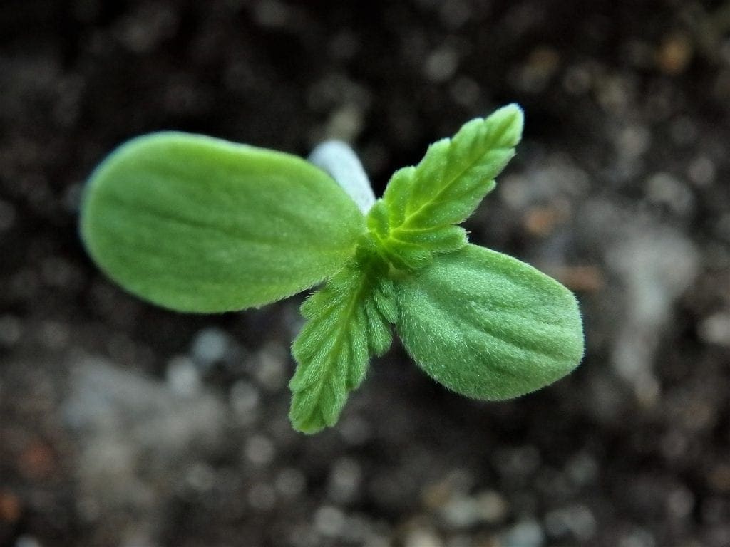 Cannabis seedling