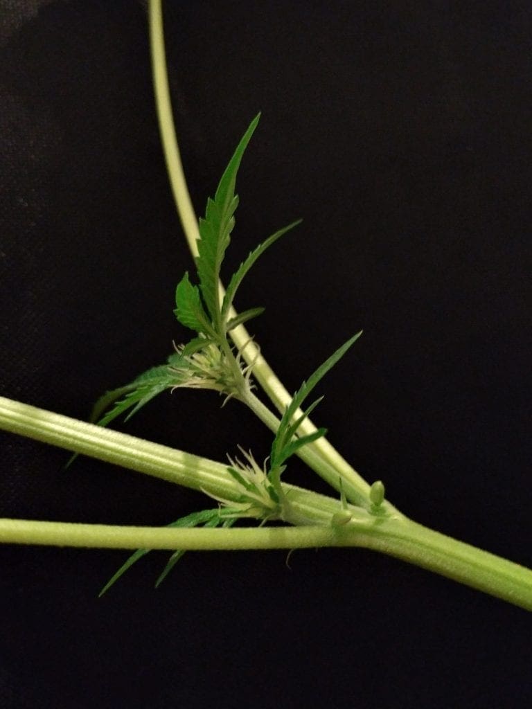 planta hermie cannabis