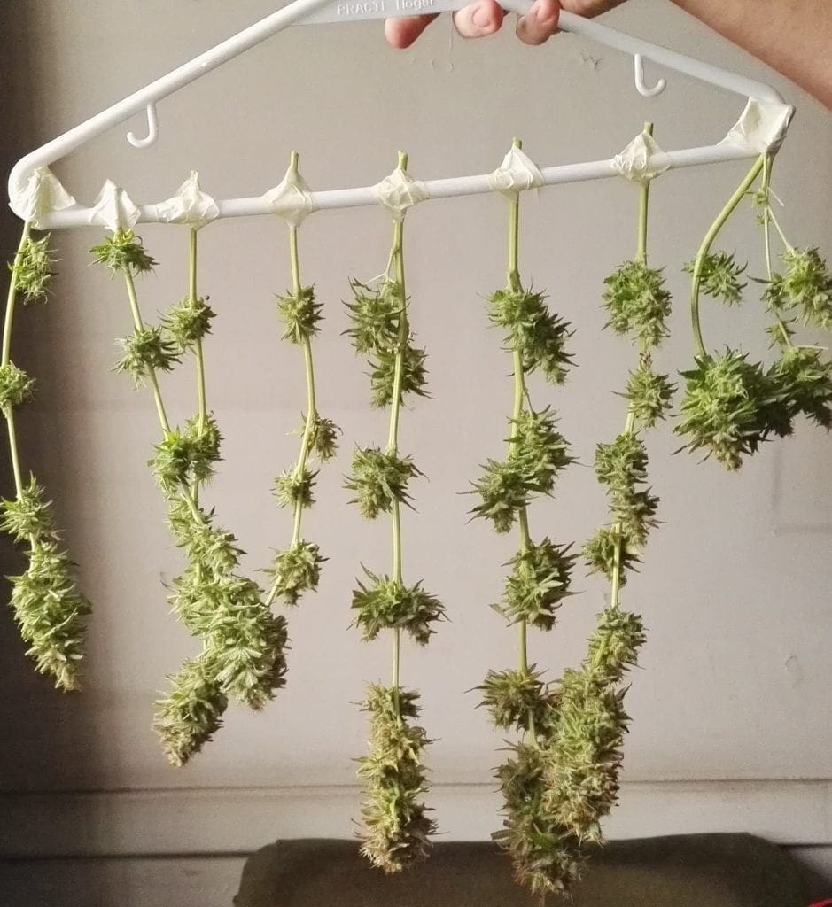 Cannabis branches buds hanging drying