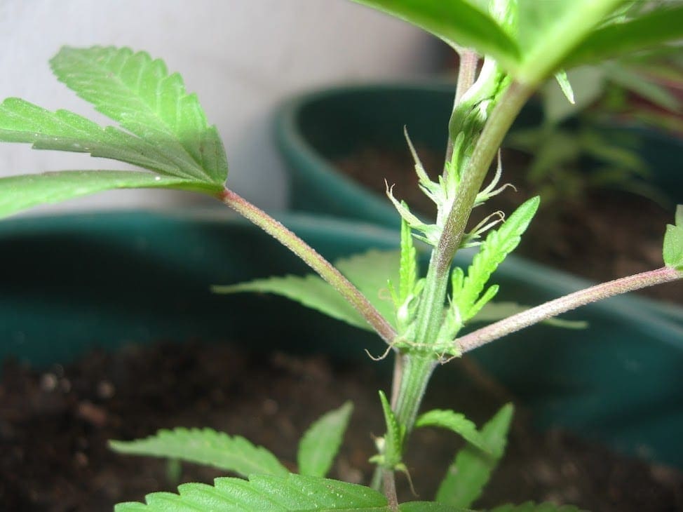 cannabis female preflower