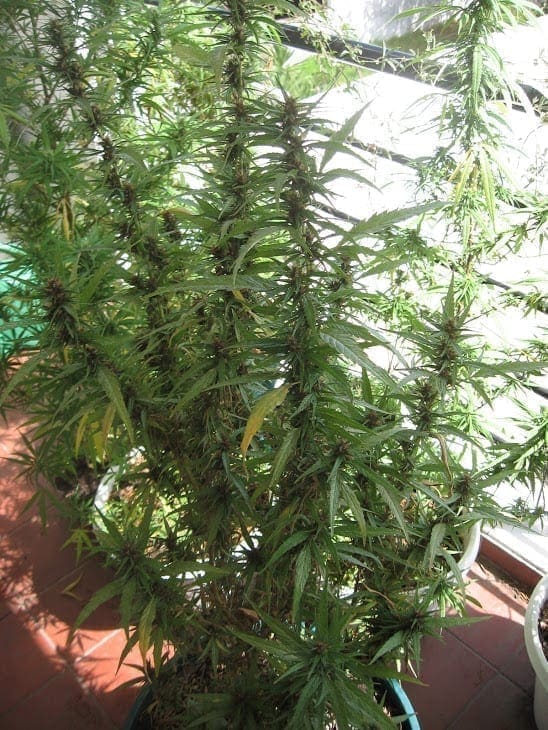 Marihuana w połowie kwitnienia na zewnątrz