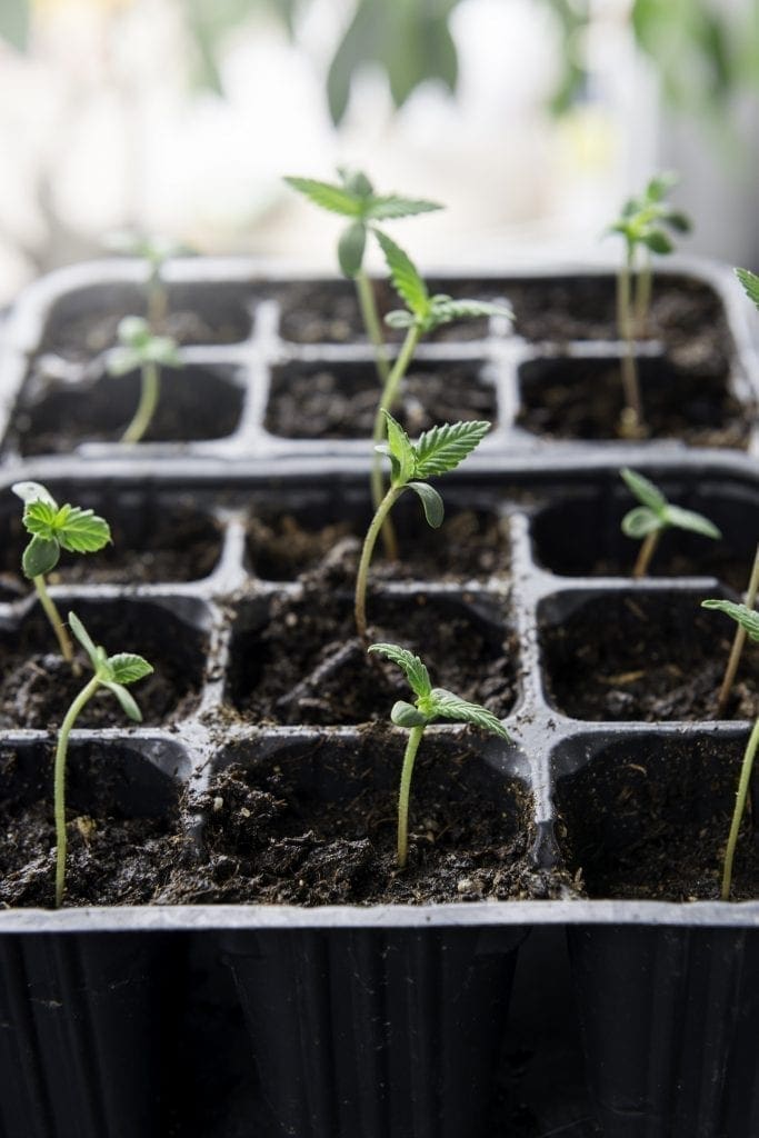 Spina di piantine di cannabis