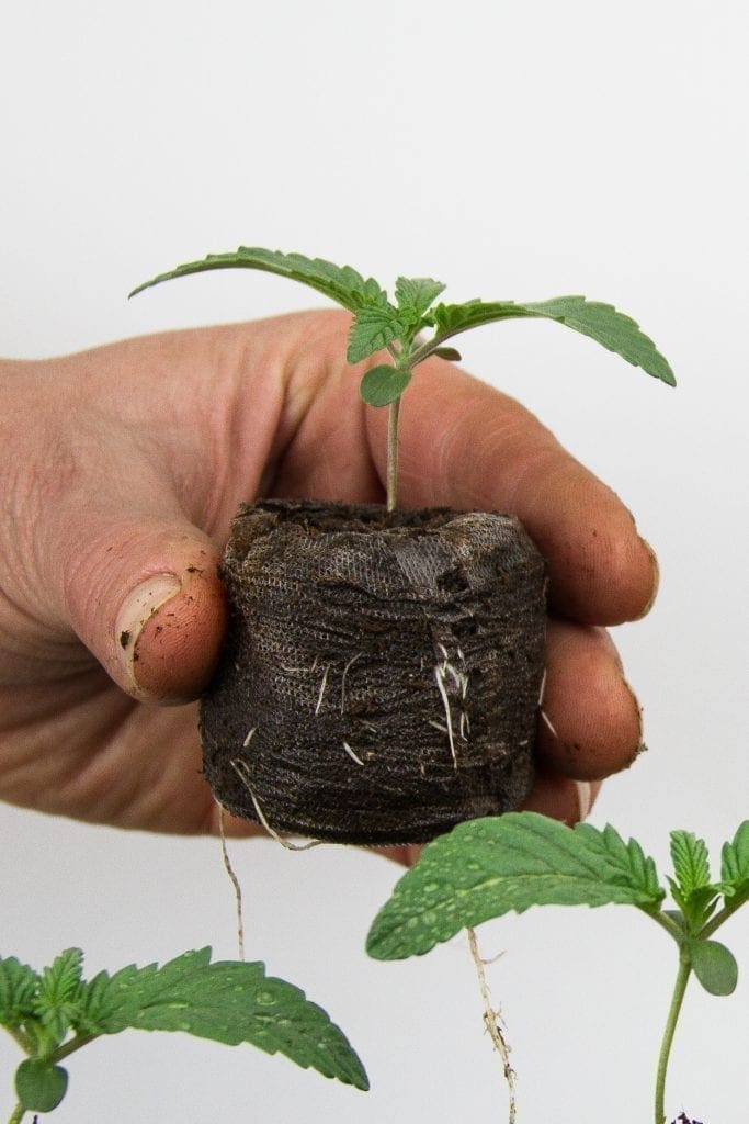 cannabis piantina jiffy