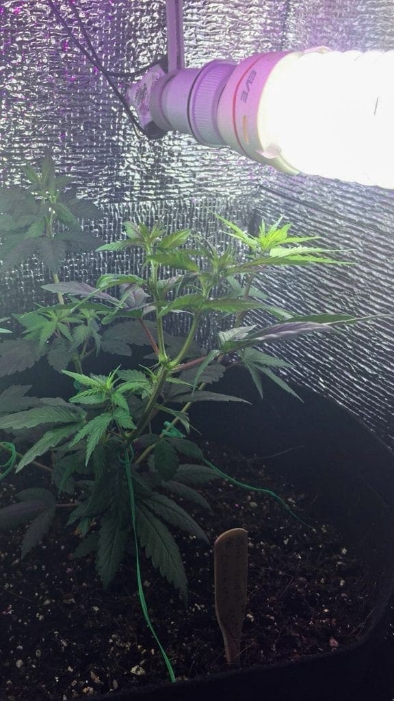 CFL-Light-Cannabis