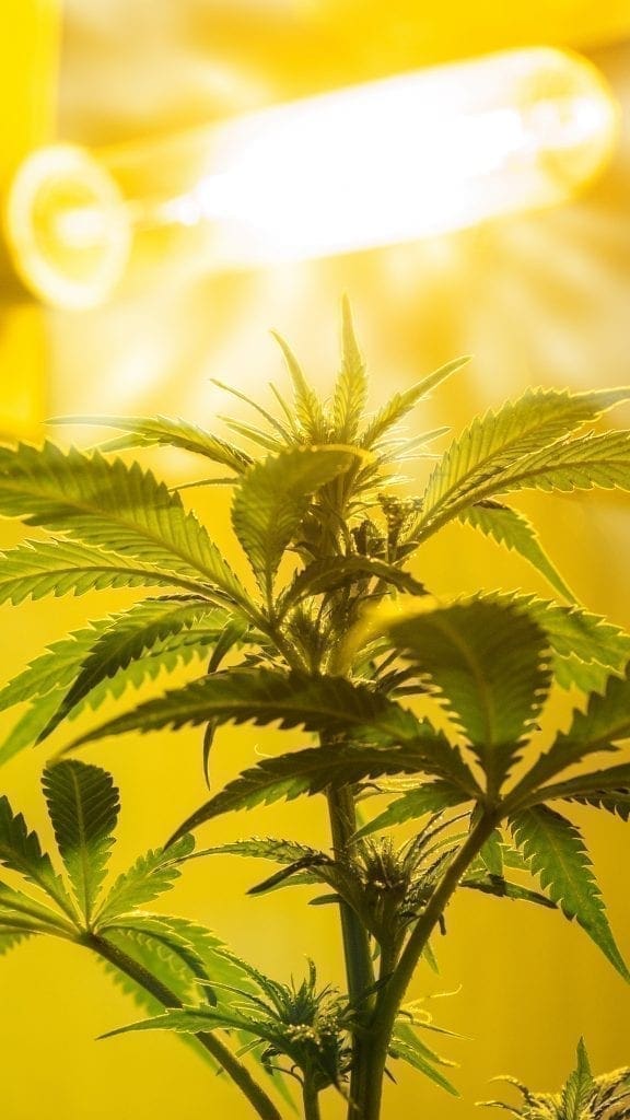 HPS-Natrium-Cannabis