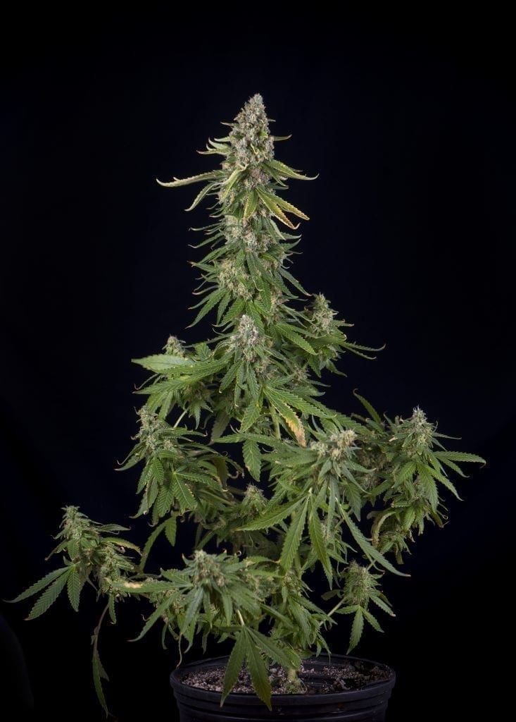 Cannabispflanze mit Nährstoffen