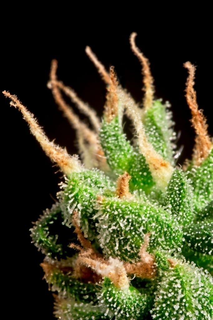 récolte de cannabis pistils orange mi-floraison