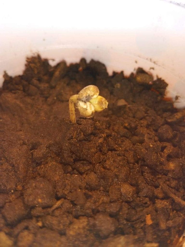 guscio del seme bloccato sulla piantina 2