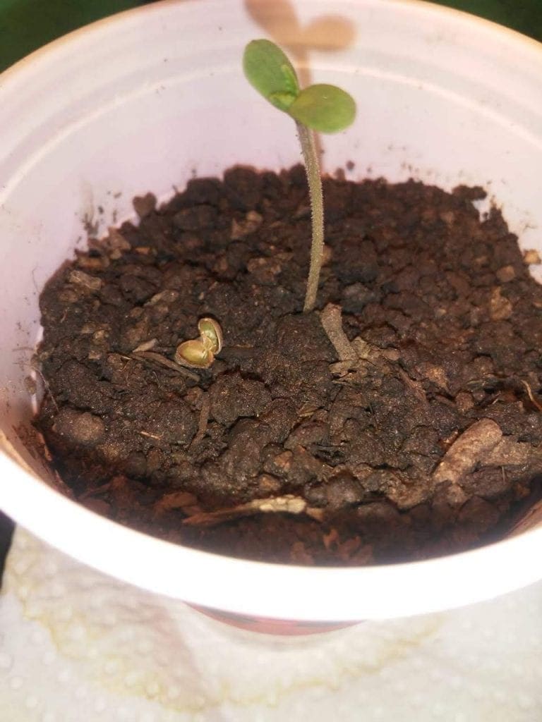 guscio del seme bloccato sulla piantina di Cannabis 3