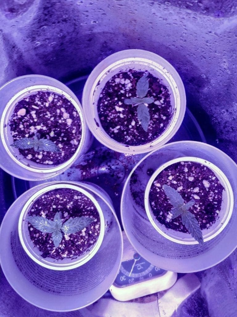 Piantine che crescono in un secchio spaziale con luce a led