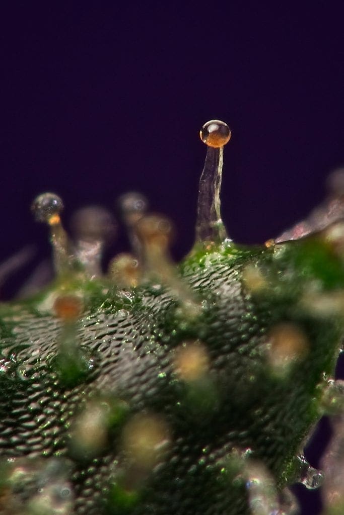 trichomes macro ambrée