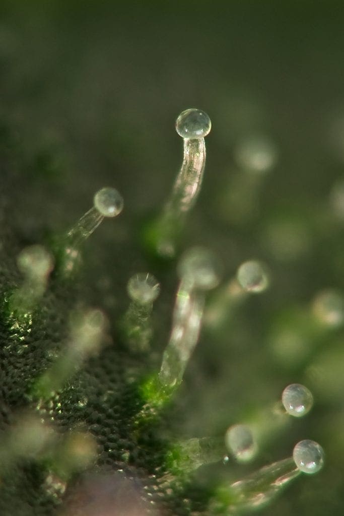 trichomes macro blanc