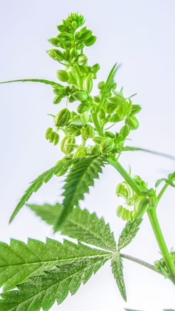 flor macho cannabis