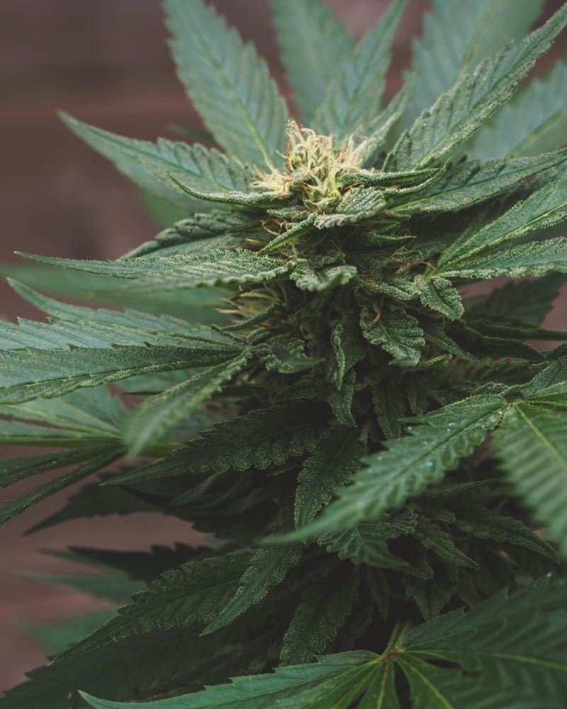 Cannabispflanze mit Nährstoffen gefüttert - ph: brian-jonesunsplash