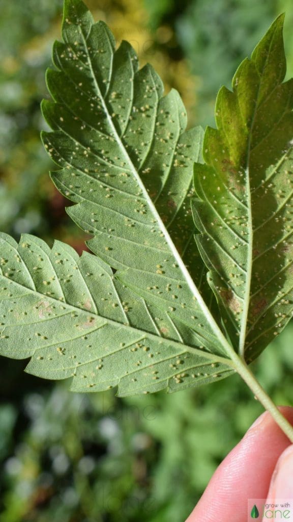 aphids cannabis leaves pest grow with jane
