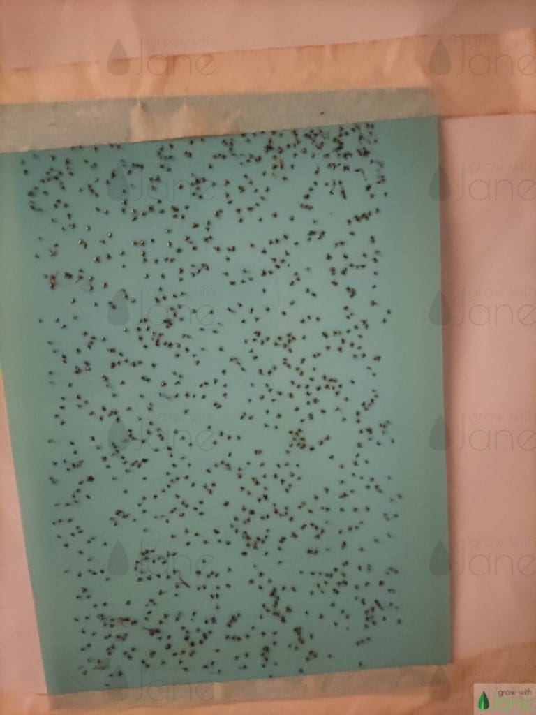 fungus gnats blue sticky trap pests grow with jane
