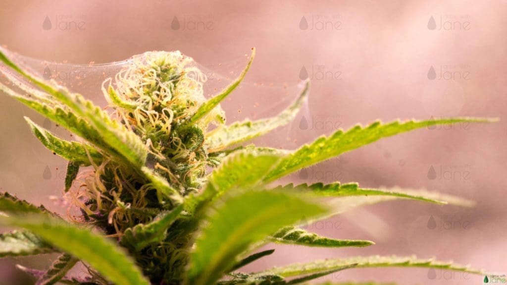 spider mites cannabis plant pest mid flowering web on buds