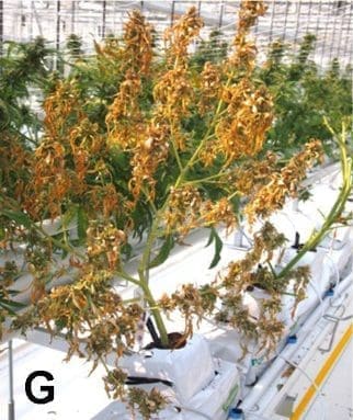 cannabis plant fusarium fungi rot