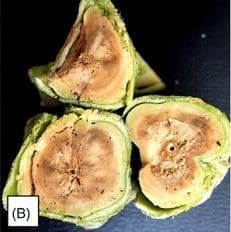 stem rot necrosis fusarium fungi
