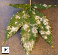 cannabis leaf powdery mildew