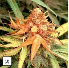 botrytis cannabis flower and leaves