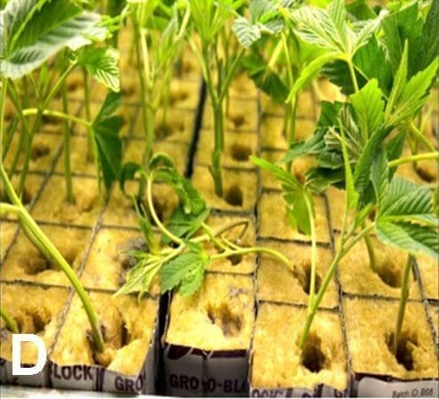 Damping off disease in cuttings