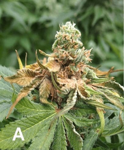 botrytis bud rot fungi