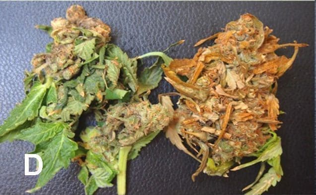 harvested buds botrytis cannabis
