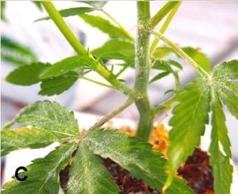 powdery mildew fungal infection cannabis