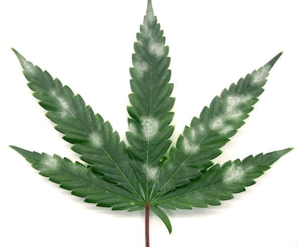 cannabis leaf powdery mildew fungi hydrogen peroxide