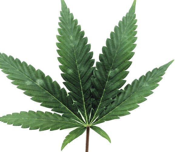 powdery mildew on cannabis plant potassium bicarbonate