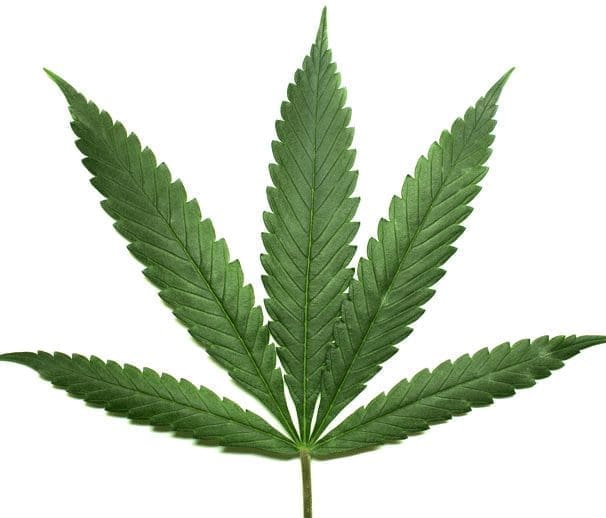leaf uvc light cannabis powdery mildew