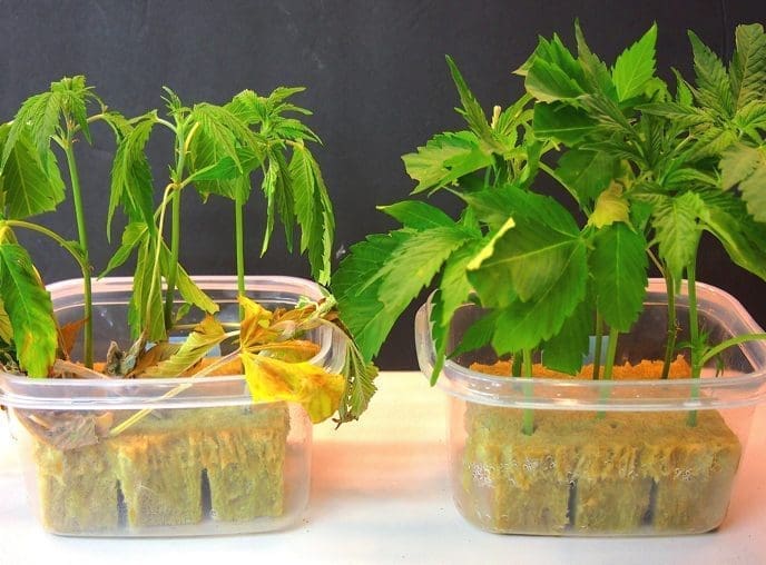 cuttings with fusarium fungi cannabis