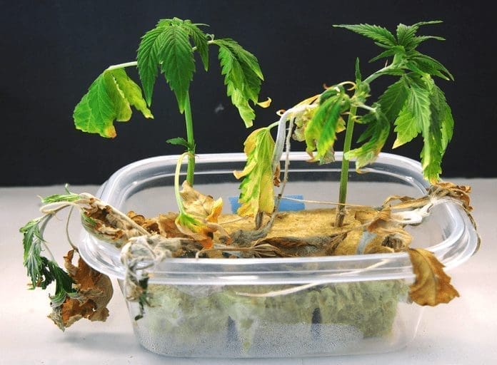 damping off fusarium cuttings cannabis fungi