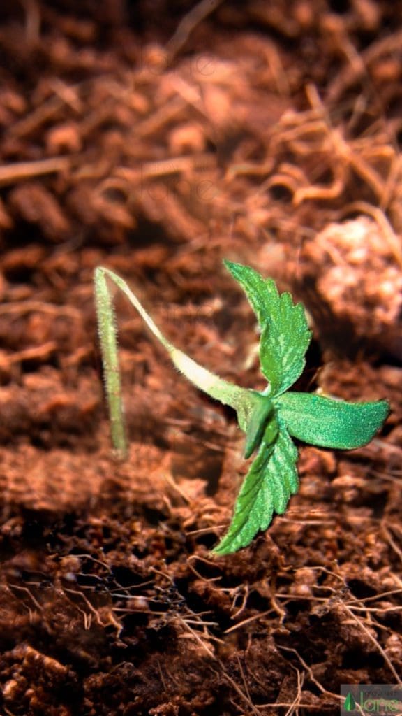 seedling damping off fungi infectiom