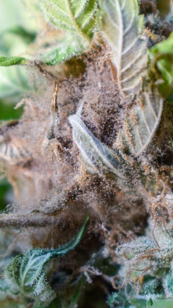 botrytis on cannabis flower