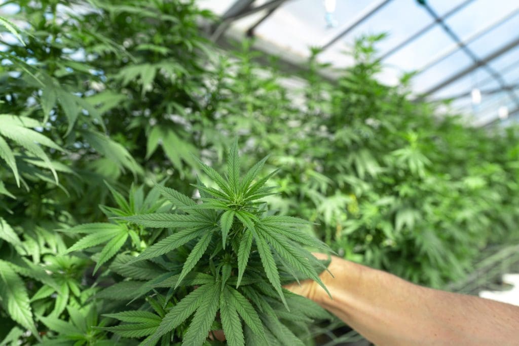 Healthy cannabis plant