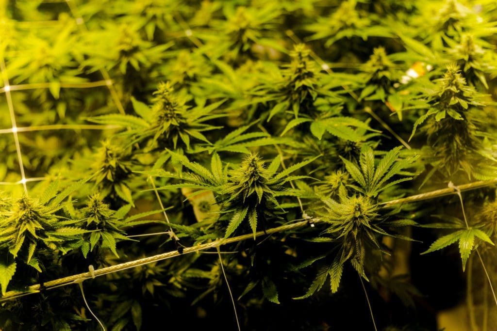 healthy plants cannabis flowering